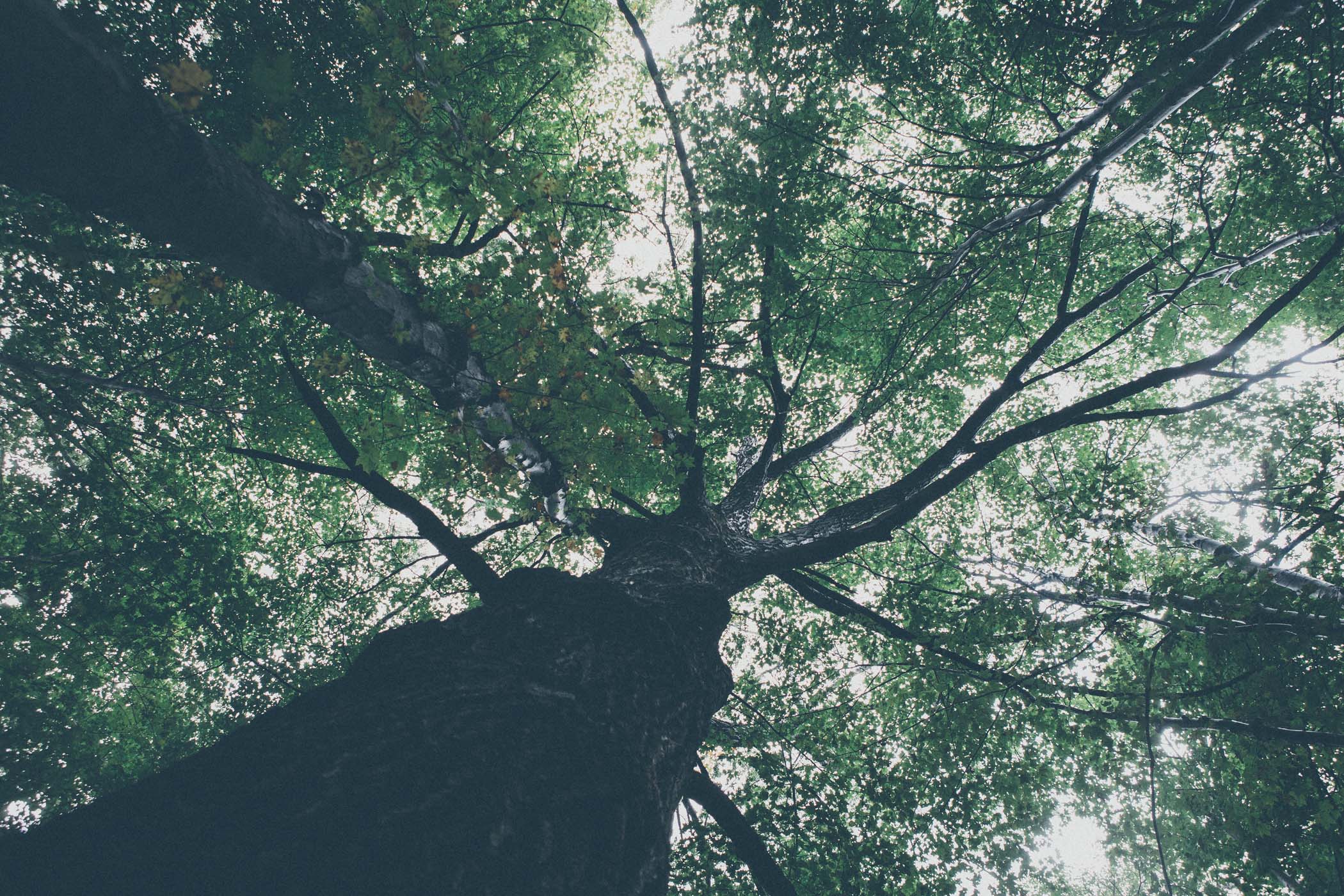 Trees-0716